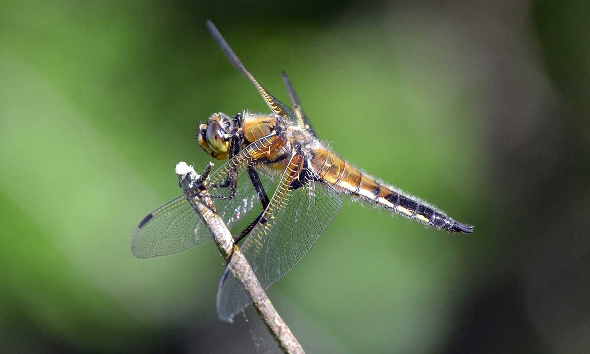 Four-spotted chaser (Libellula quadrimaculata), Lemoine Point Conservation Area, Canada