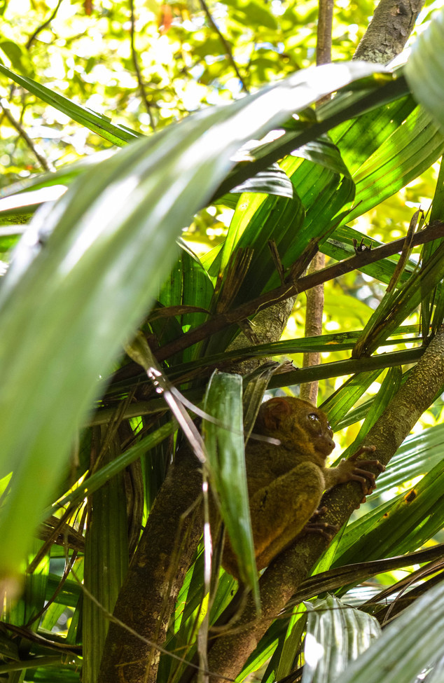 Tarsier, Tarsier Sanctuary, Bohol, Philippines, Philippines