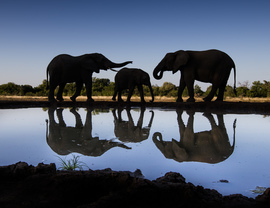 Grid elephant11