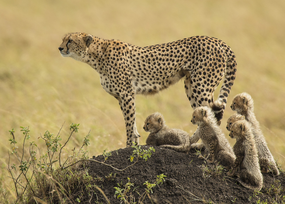 Cheetah, Masai Mara NP, Kenya