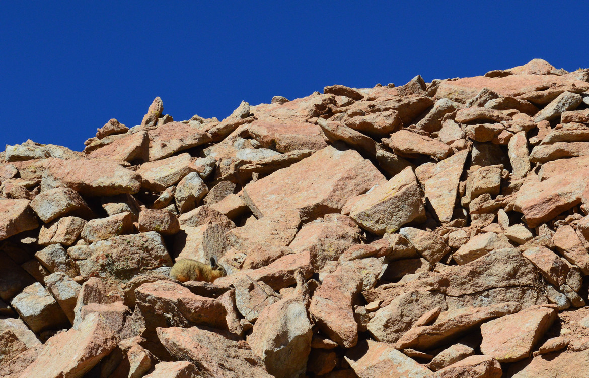 Viscacha, Reserve of Eduardo Alvaroa, Bolivia (Plurinational State of)