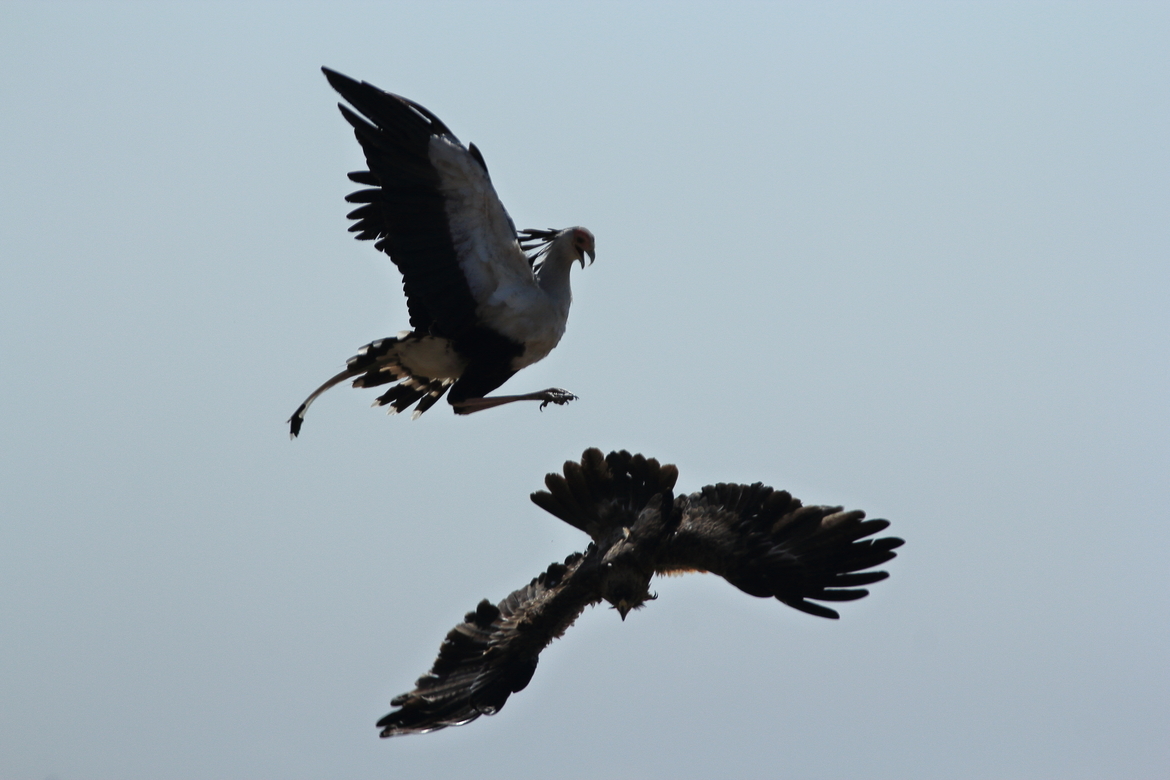 Secretary Bird & Tawny Eagle, Massai Mara , Kenya