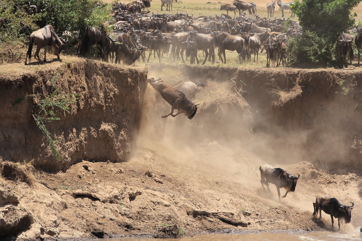 Wildebeest, Massai Mara National Reserve, Kenya