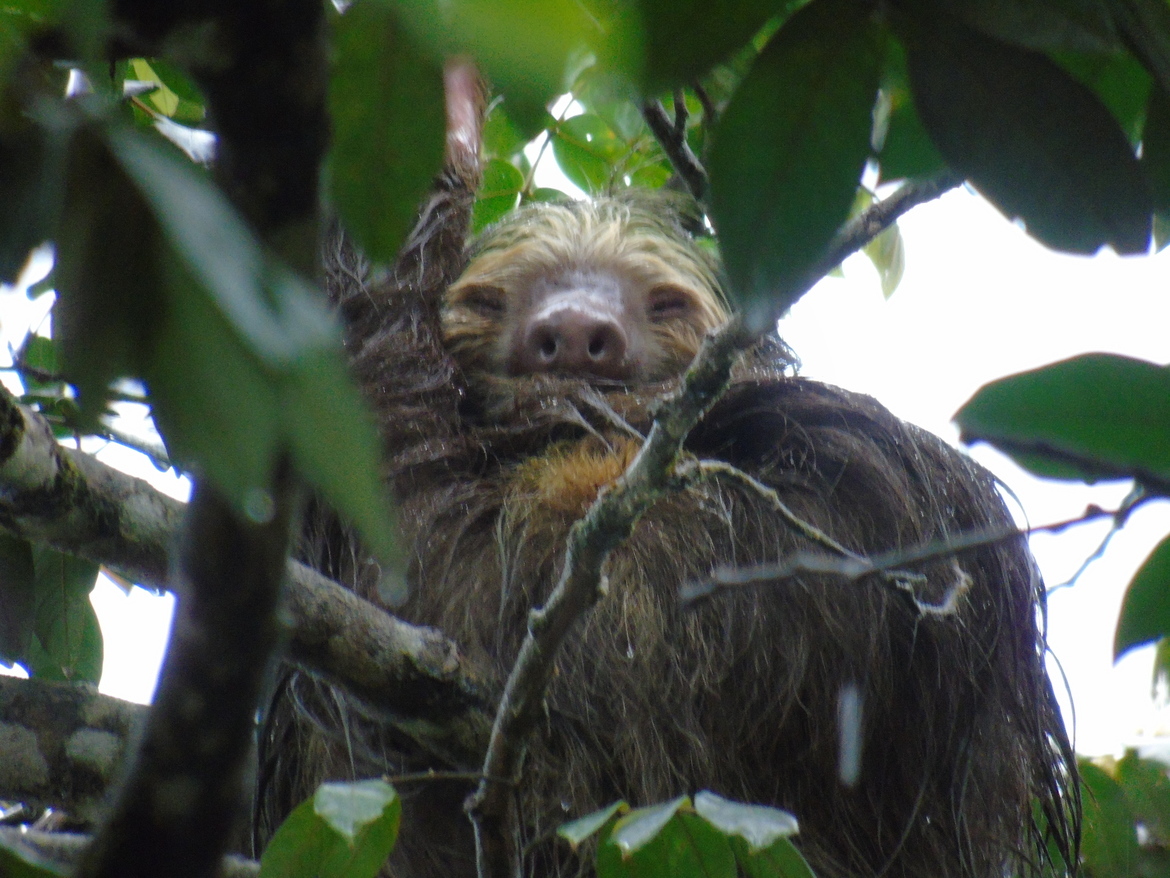 two-toed sloth, Tortuguerro, Costa Rica