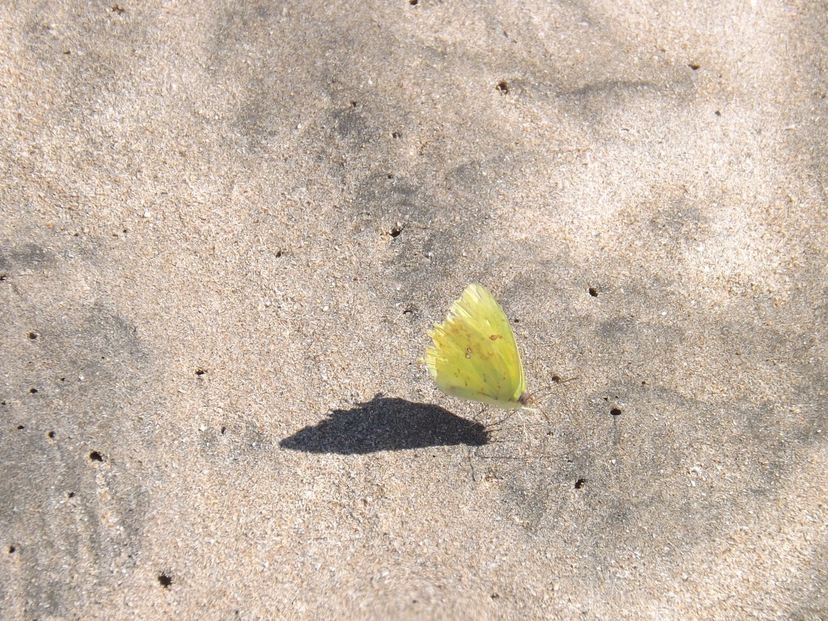 Sulphur Buttefly, Playa Hermosa, Costa Rica