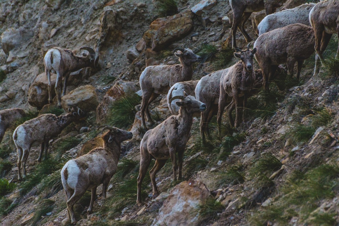 Rocky Mountain Bighorn Sheep, Gunnison Valley, United States of America
