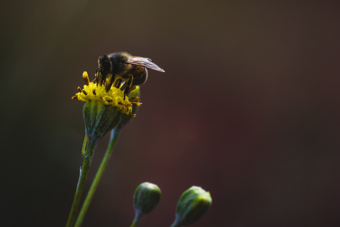 Honey Bee, Dolores River Canyon Wilderness Study Area, United States of America