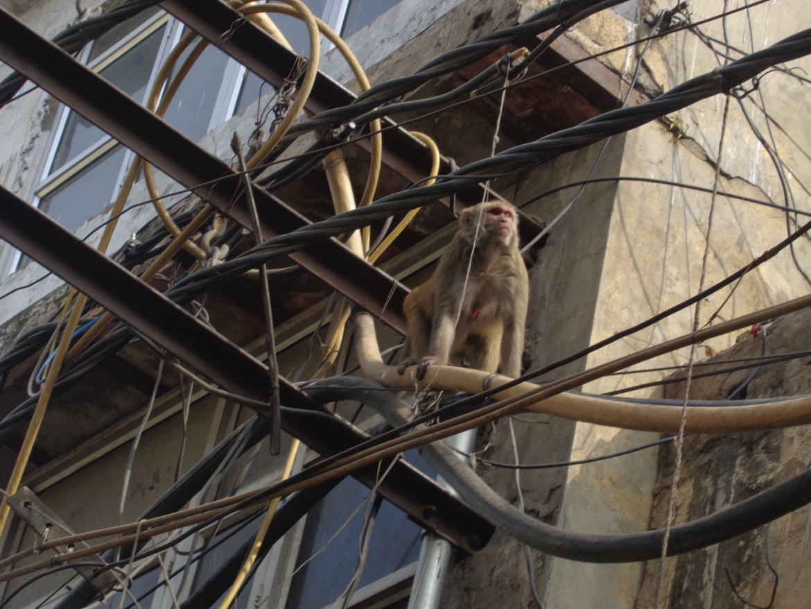 Monkey, Delhi, India, India