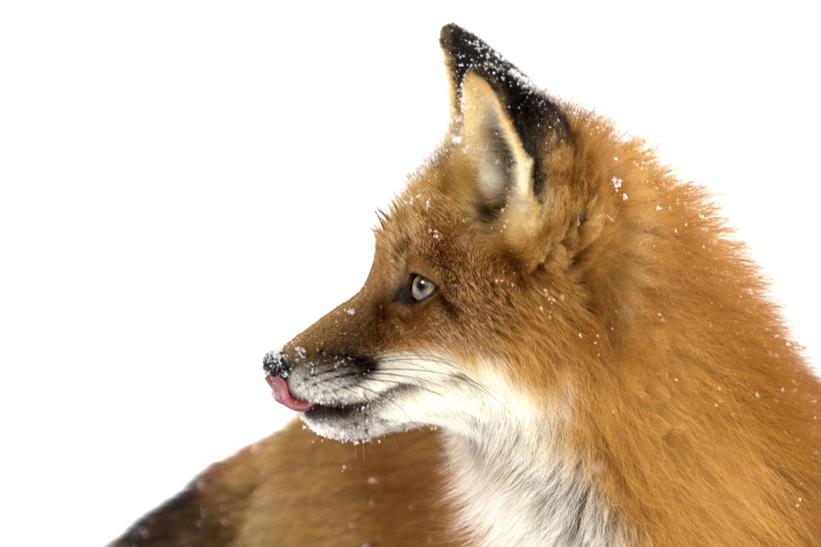 Red Fox, Algonquin Provincial Park, Canada