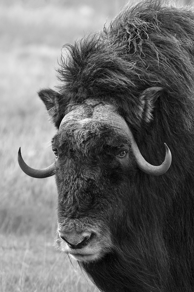 Muskox, Yukon Territory, Canada