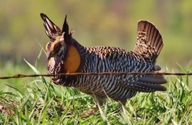 Grid greaterprairiechicken
