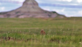 Grid burrowingowl