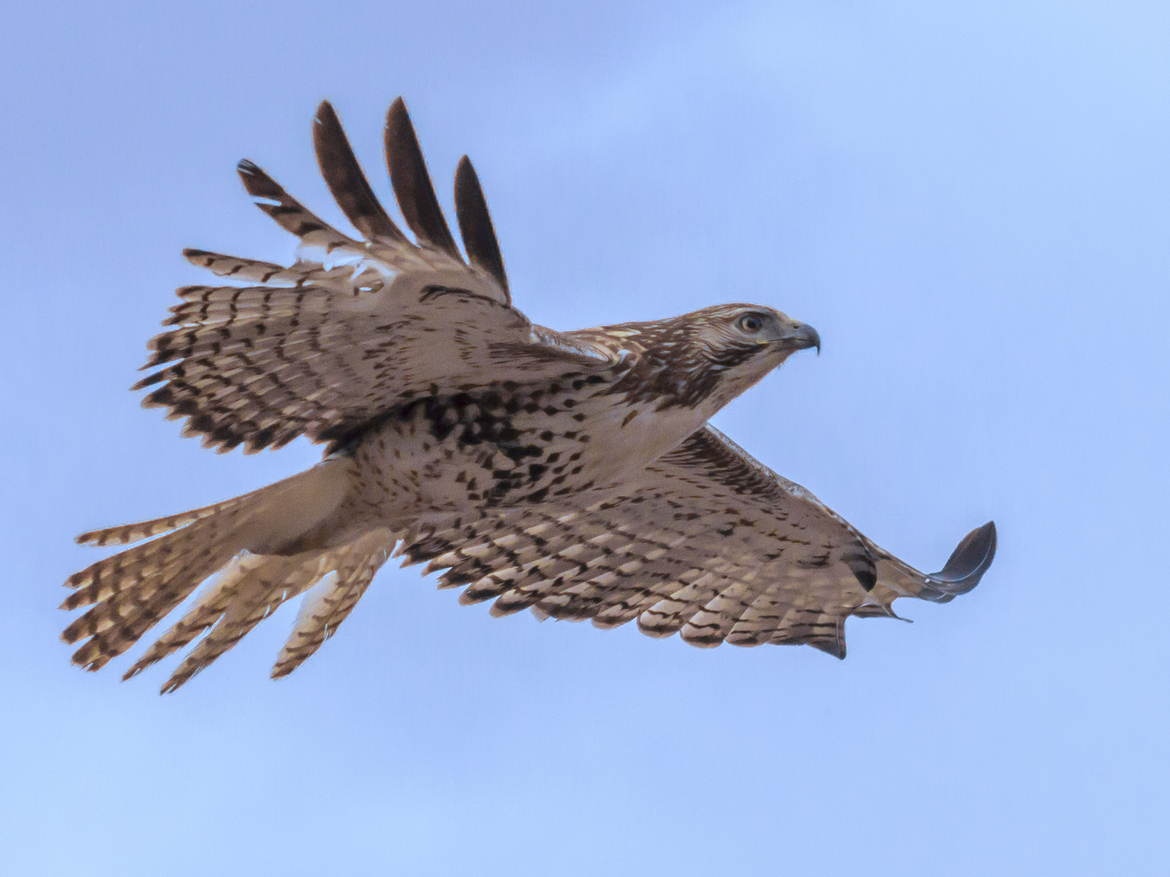 Ferruginous Hawk, Bosque del Apache NWR, New Mexico, United States of America