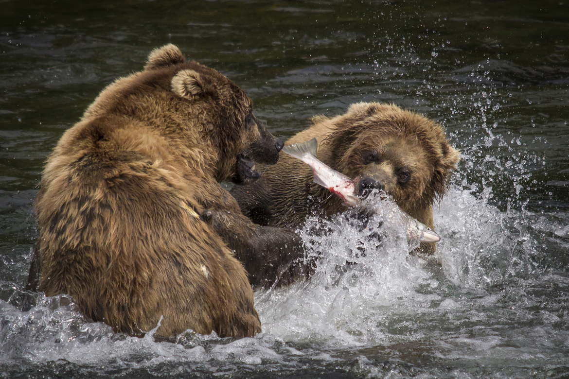 Brown bear, Katmai NP, Alaska, United States of America
