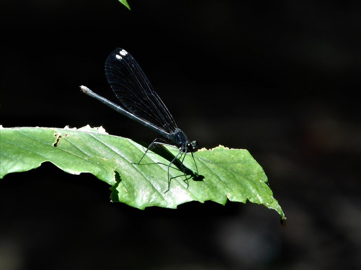 Blue Dasher - (Pachydiplax longipennis), Daniel Boone National Forest, United States of America