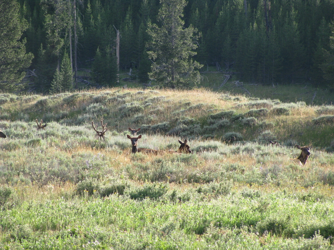 Mule Deer , Yellowstone National Park, United States of America