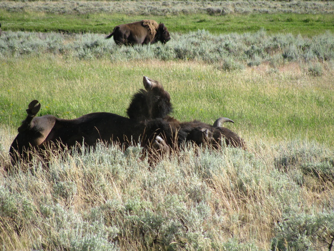 Bison, Yellowstone National Park, United States of America