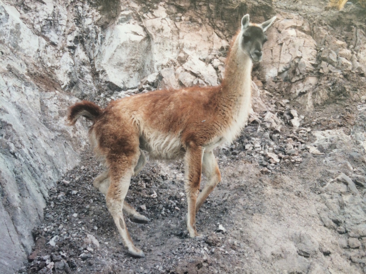 Vicugna , Parque Nacional Lauca, UNESCO International Biosphere Reserve, Chile, Chile