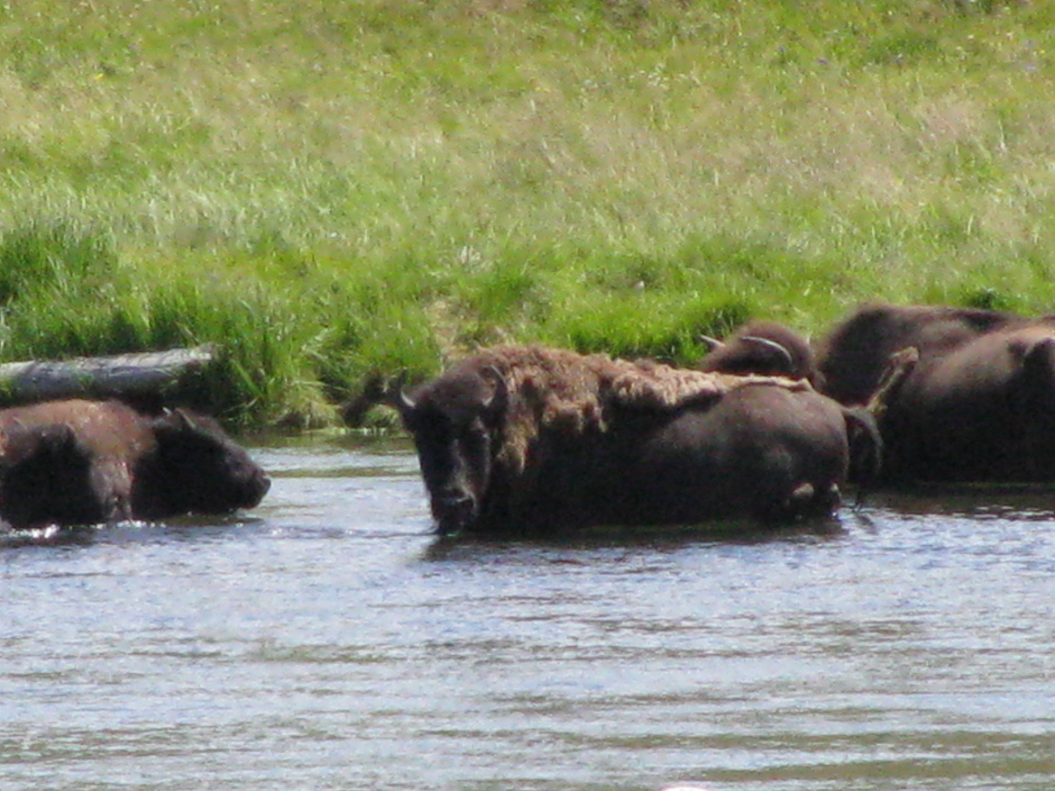 Bison, Yellowstone National Park, United States of America