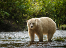 Grid great bear 2015 210