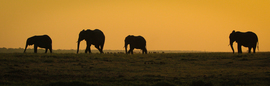 Grid chobe 2013 101