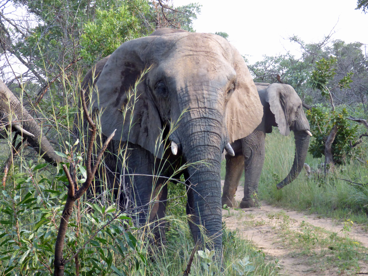 African Elephant, Entabeni Conservancy, Limpopo Province, South Africa