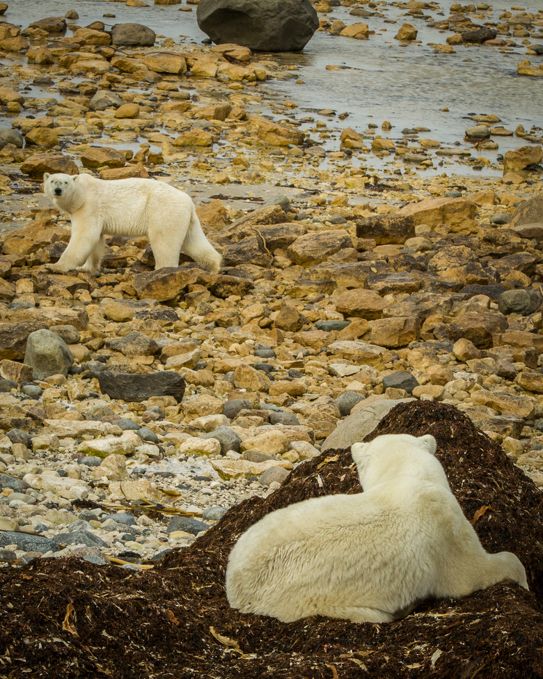 polar bear (ursus maritimus), Churchill, Canada