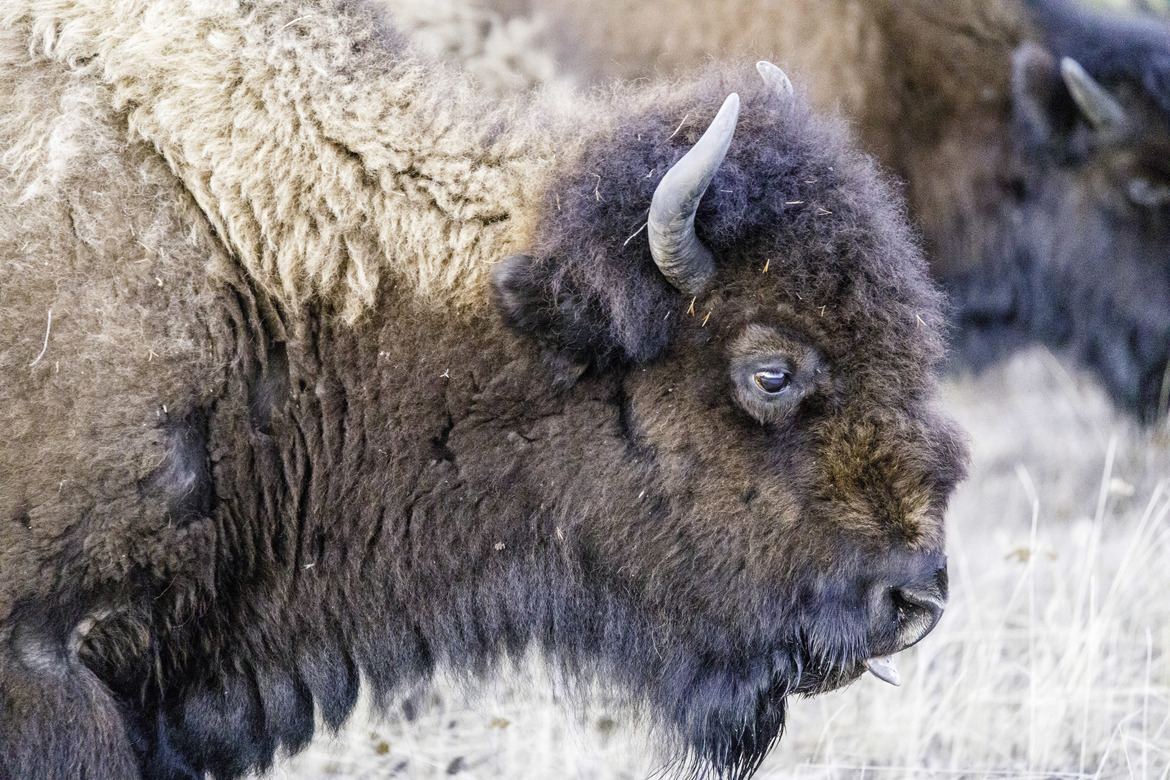 Wood Bison, NT , Canada