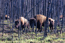 Grid bison in the burned forest