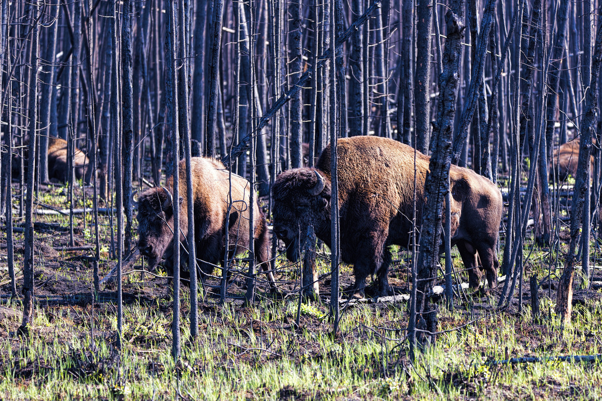 Wood Bison, NT , Canada