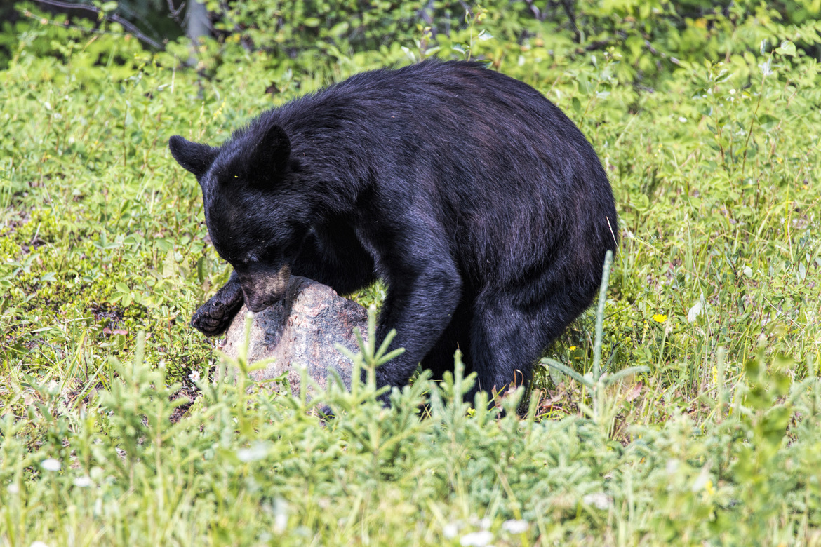 Black Bear, NT , Canada