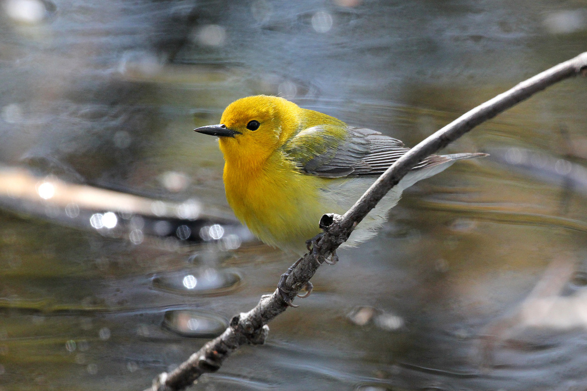Prothonatory Warbler, Point Pelee National Park, Canada