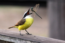 Grid kiskadee be