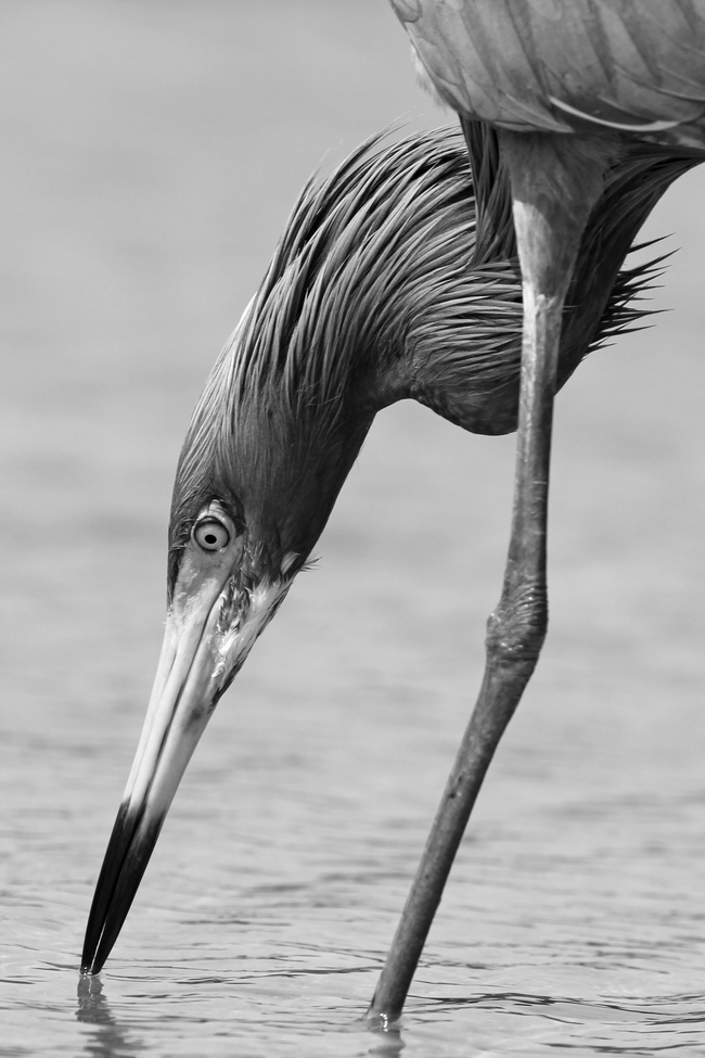 Reddish Egret, Tiger Tail Beach Park, Marco Island, Florida, United States of America