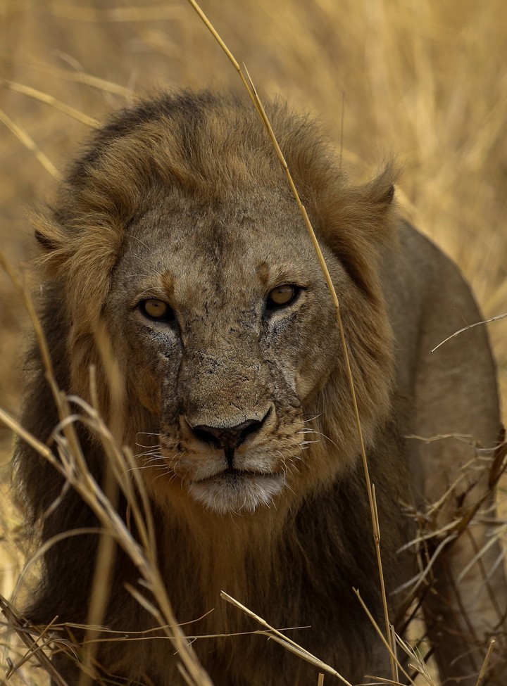 Lion, Ruaha River, Tanzania, United Republic of