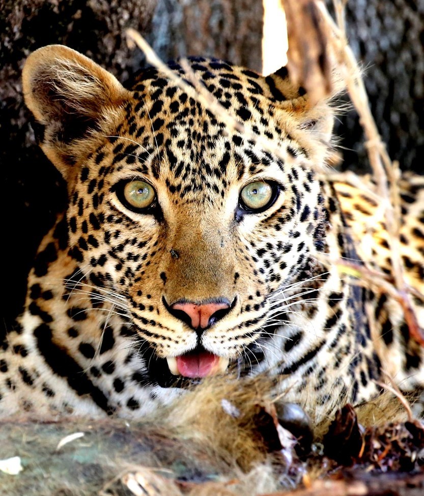 Leopard, Ruaha River, Tanzania, United Republic of
