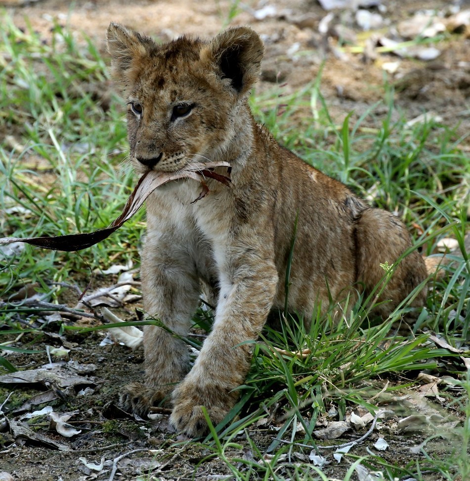 lion cub, Ruaha River, Tanzania, United Republic of