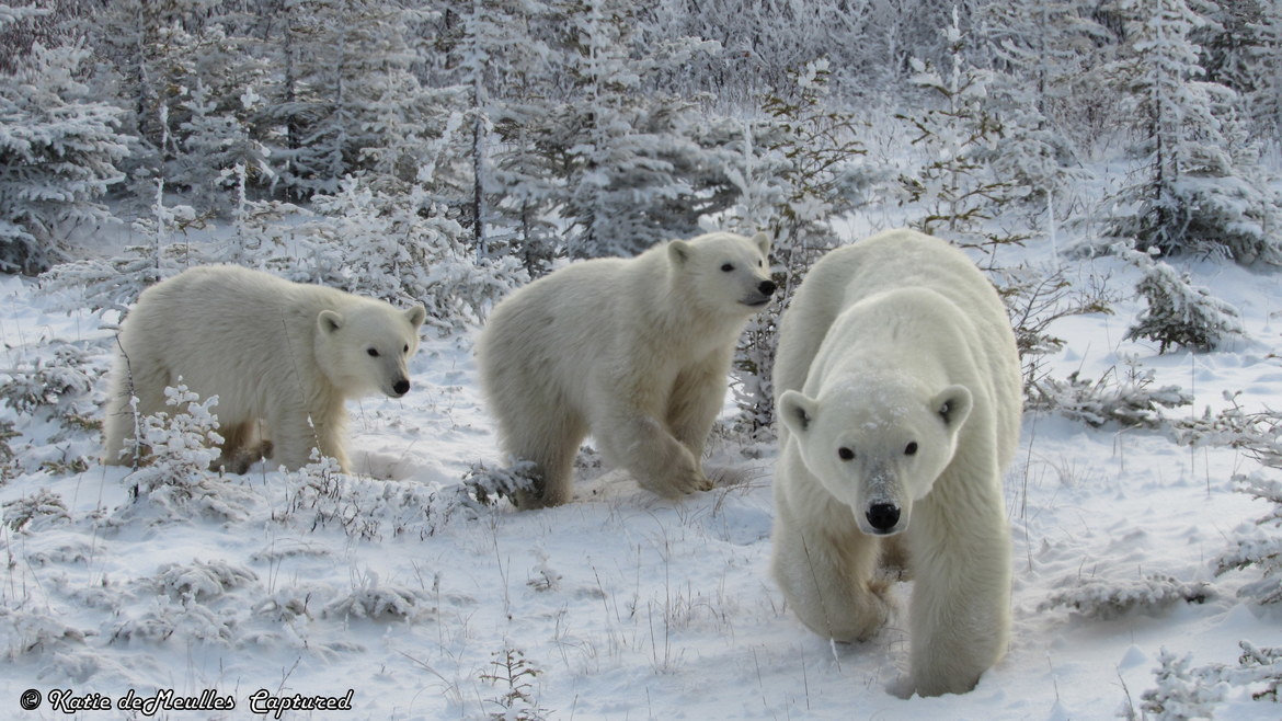 Polar Bear and Cubs, Churchill Manitoba Canada, Canada