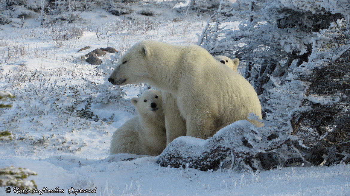 Polar Bears, Churchill Manitoba Canada, Canada
