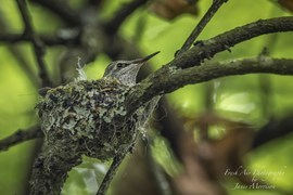Grid  lightroom of mama hummingbird on nest for online