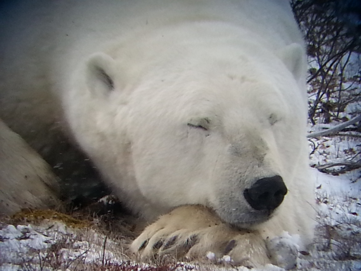 Polar bear , Churchill , Canada