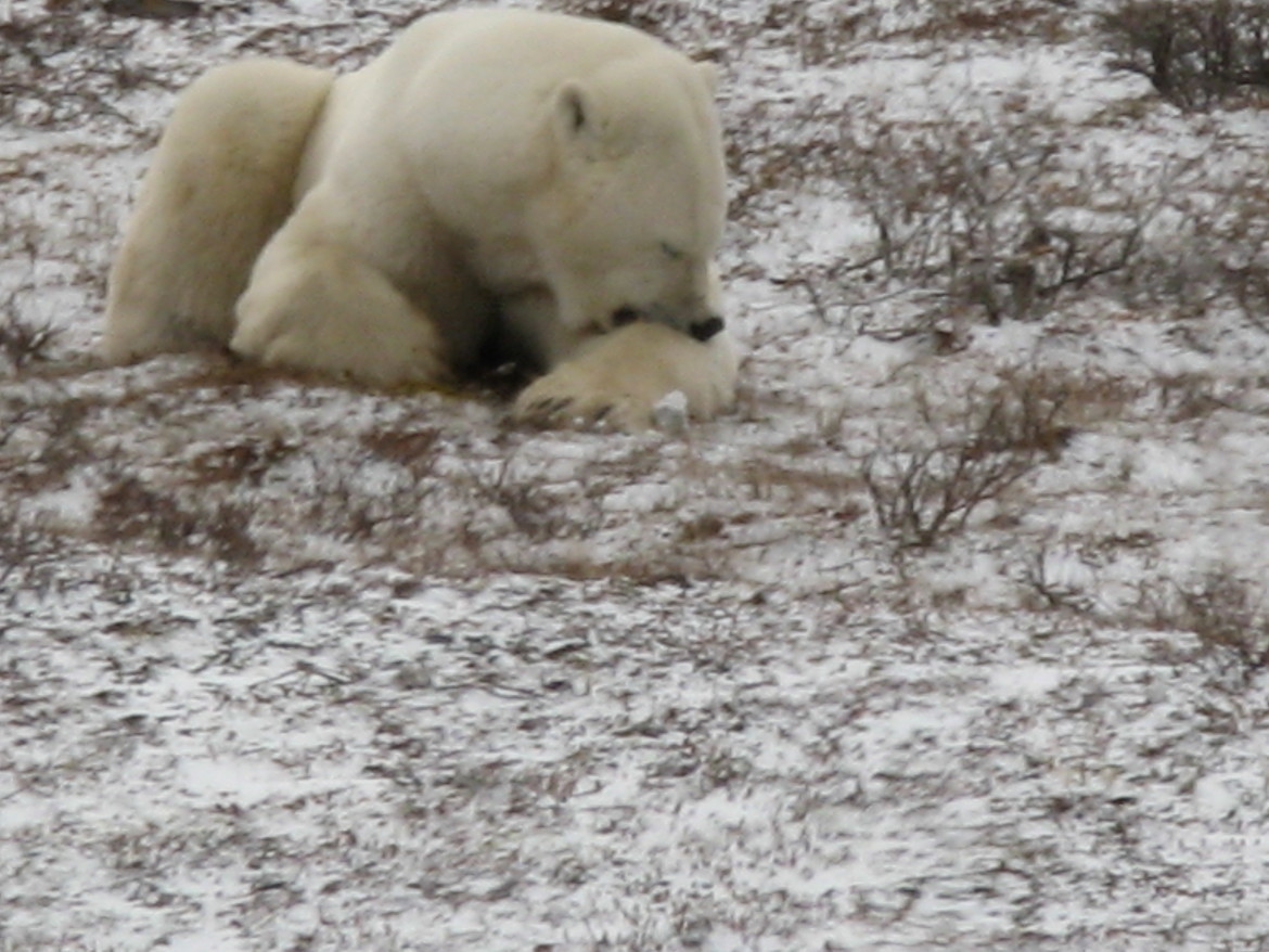 Polar bear , Churchill , Canada