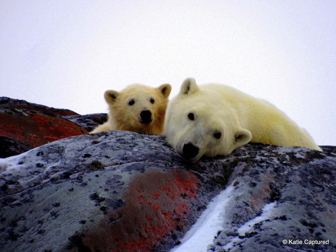 Polar Bears, Churchill Manitoba Canada, Canada