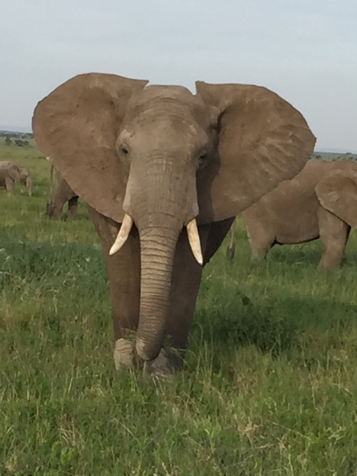 Elephant, Serengeti National Park, Tanzania, United Republic of