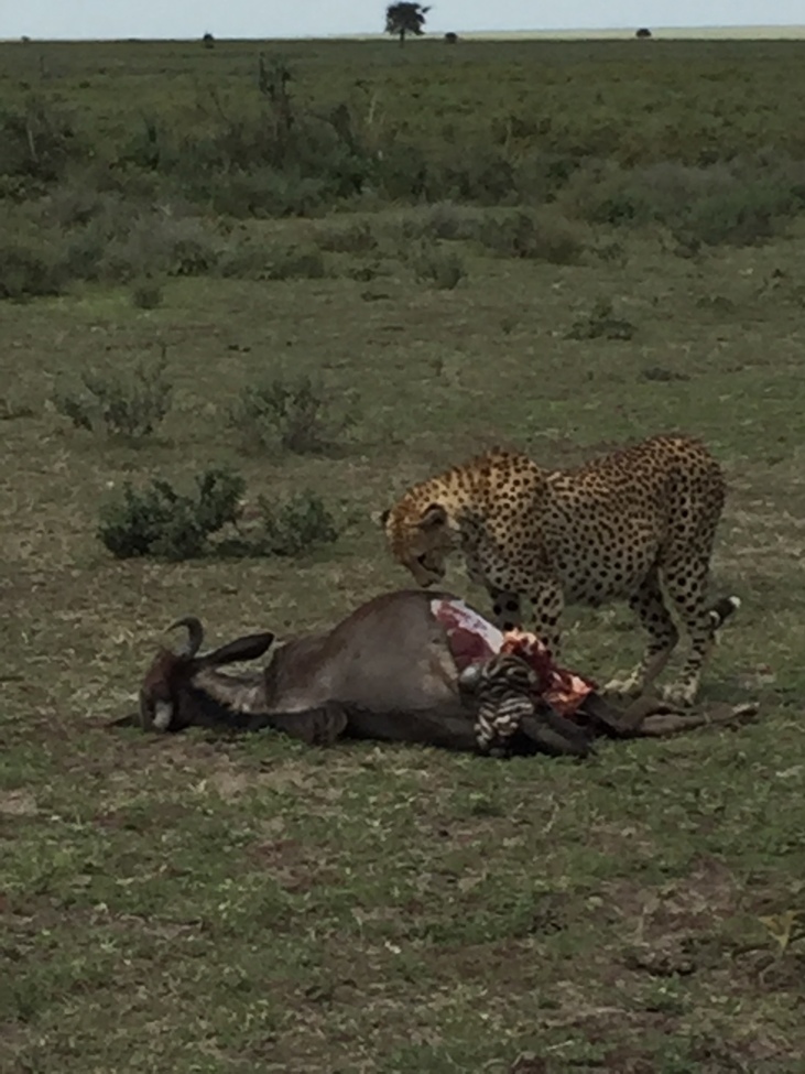 Cheetah, Ngorongoro Conservation Area, Tanzania, United Republic of