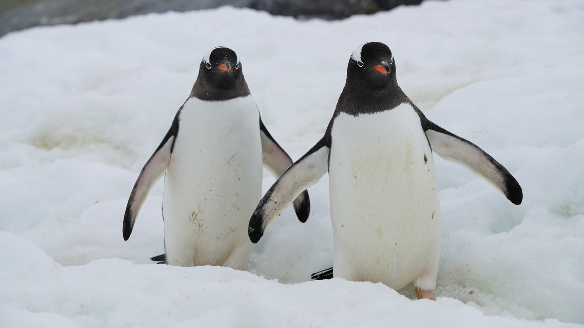 Gentoo Penguin, Antarctica, Antarctica