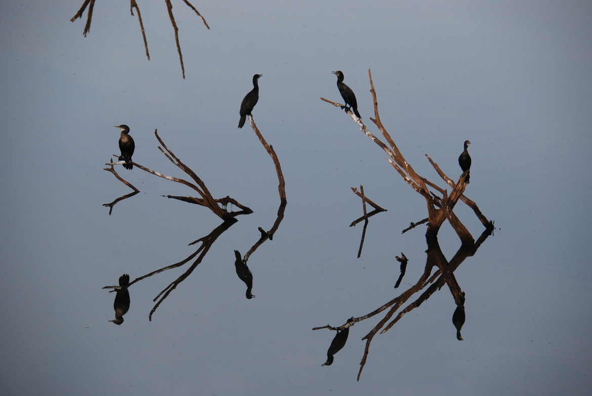 Phalacrocorax / Great Cormorant, Ranthambore National Park, India