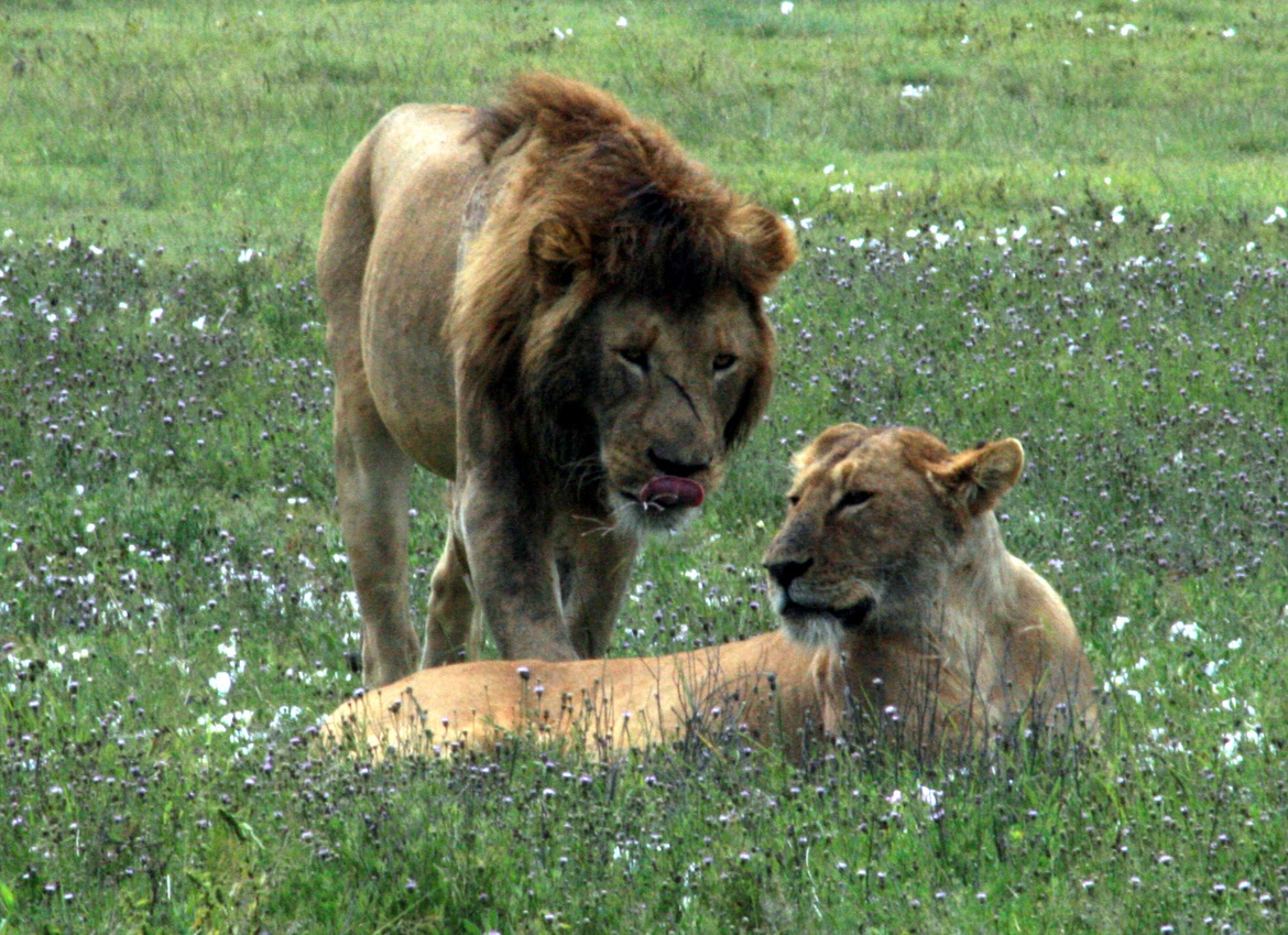 African lions, Ngorogoro Crater National Park, Tanzania, United Republic of