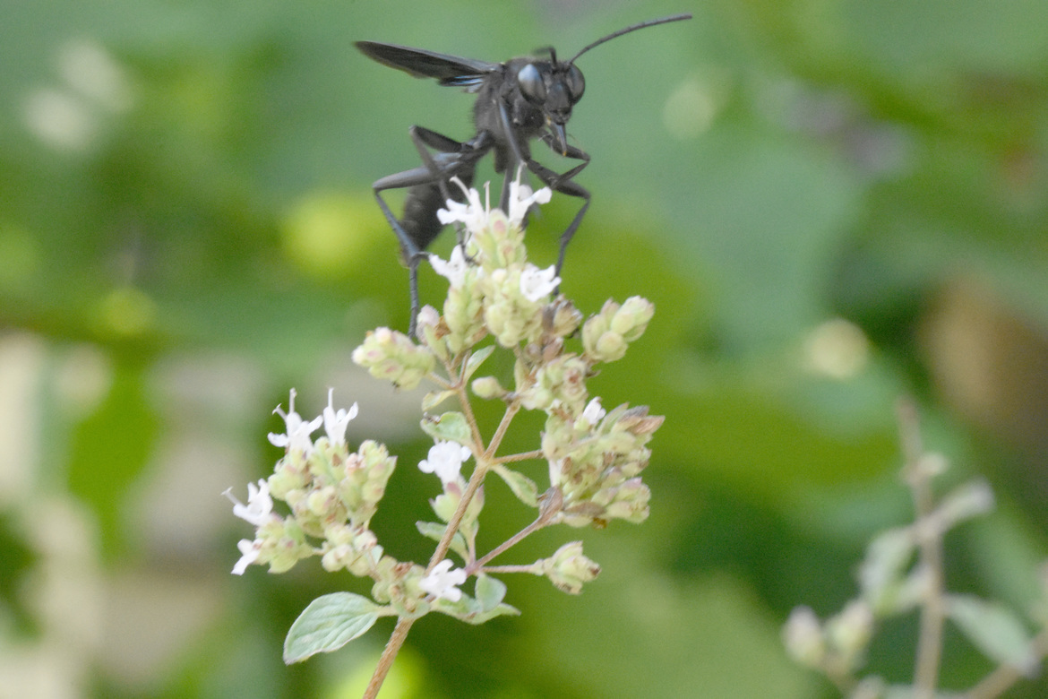 Giant Black Wasp, Soverville, MA, United States of America
