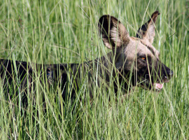 Grid african wild dog  in selous gr